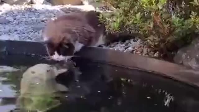 Cat and fish