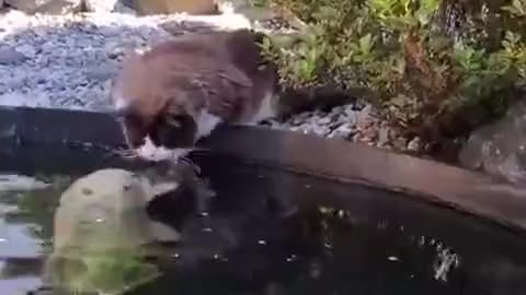 Cat and fish