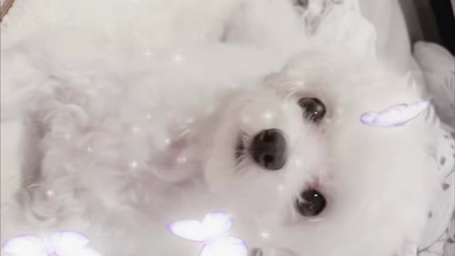 How about the first TikTok video I made? Maltese so cute.