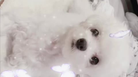 How about the first TikTok video I made? Maltese so cute.