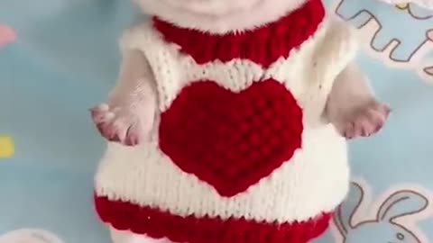 Cute dog 🐶