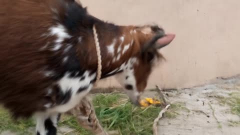 Ate his own face