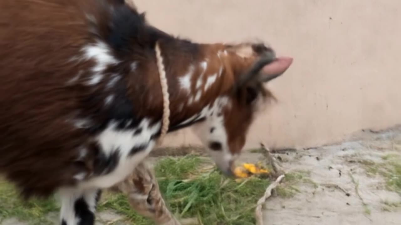 Ate his own face