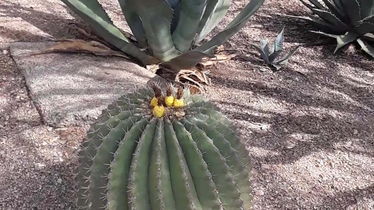 Bear MUCH fruit and the Arizona desert bears an amazing amount.4/12/23