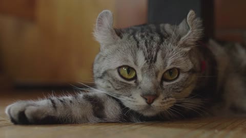Lovely tabby kitten laying on the floor