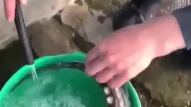 STRANGE FISH THANKS MAN FOR SAVING HIM
