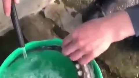 STRANGE FISH THANKS MAN FOR SAVING HIM