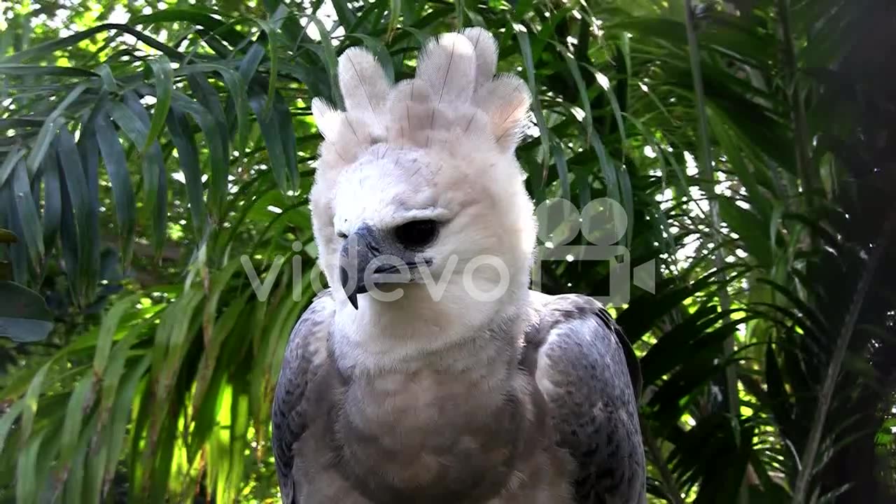 A harpy eagle largest of world's eagles peers out from the jungle 2