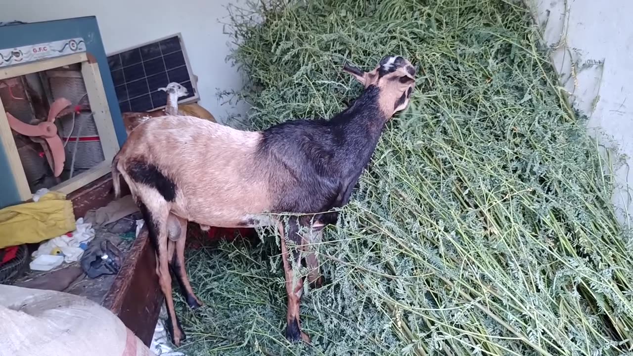 Our breeder sanwal