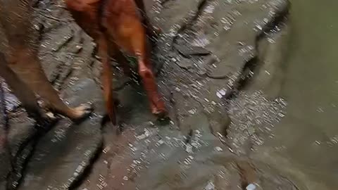 Big Red Dog Swallows a Baby Snapping Turtle Whole