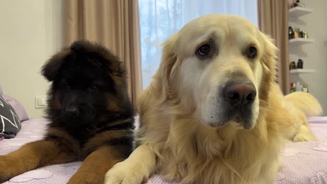 First Steps to Friendship Between a Golden Retriever and German Shepherd Puppy