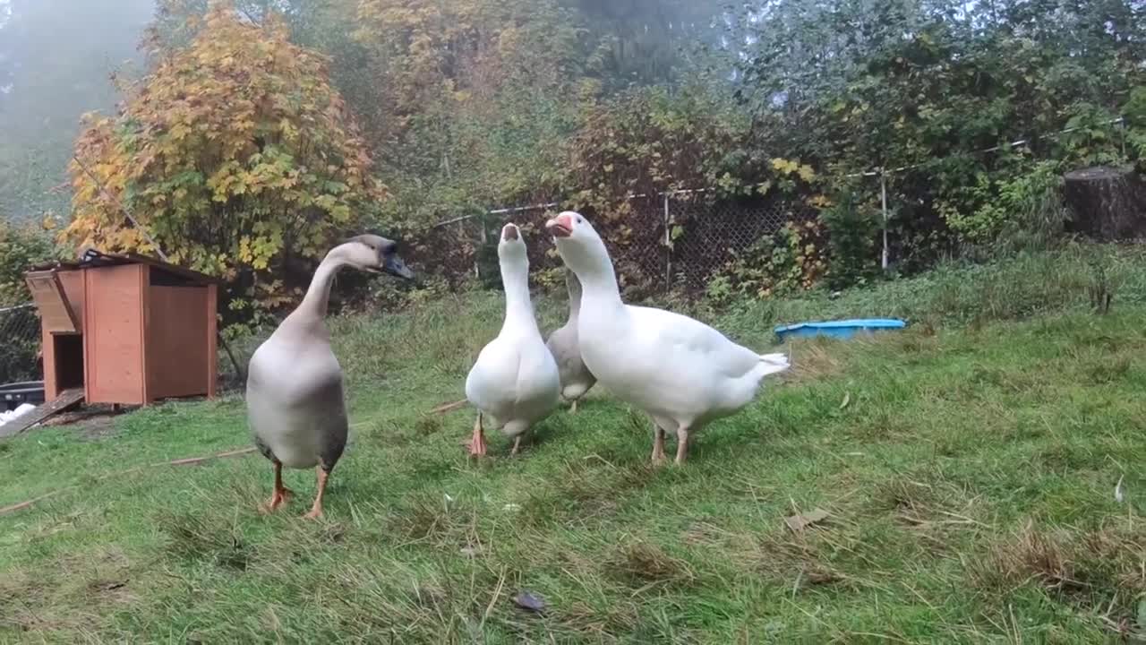 Pet Goose Hugs his Owner but Attacks Everyone Else