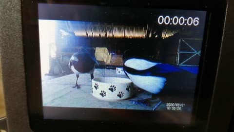 Thieving Magpies