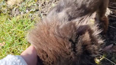 Persian Cat With Its Coat Sheared Off