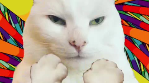 Cute Cat Gif