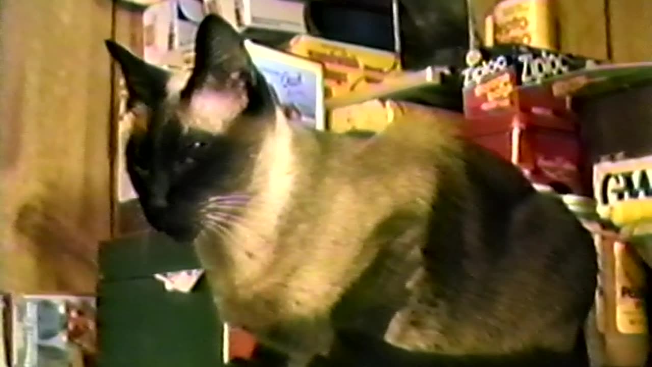 1988 - Cocoa the Cat on the Kitchen Countertop