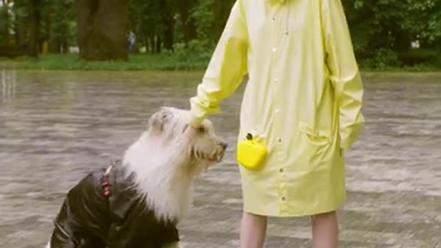 .Woman Training Her Dog In the Rain