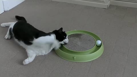 Funny Cat reaction to new toy