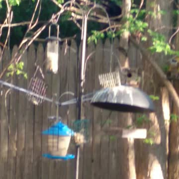 Crow enjoying a snack