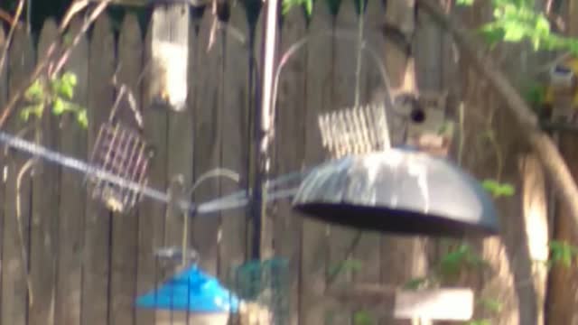 Crow enjoying a snack