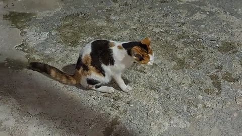 Cute cat eating dinner.