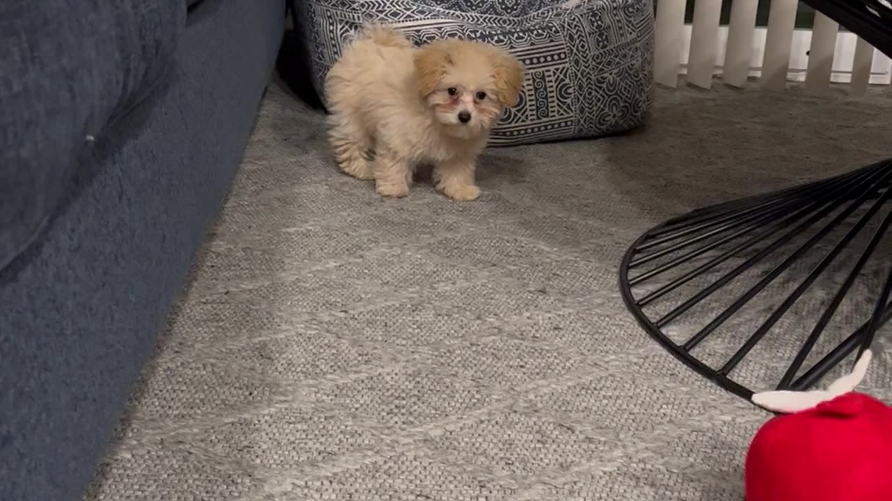 Little Puppy Can't Quite Make the Jump