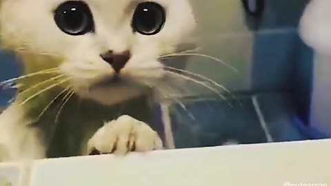 Funny cat video animal video