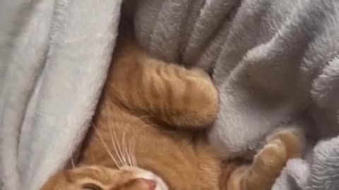 Cute Cats Sleeping