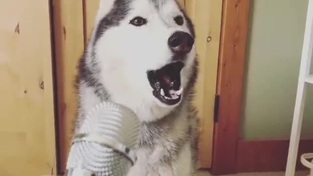 This husky is ready for the voice