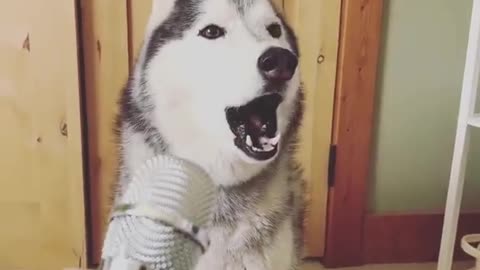 This husky is ready for the voice