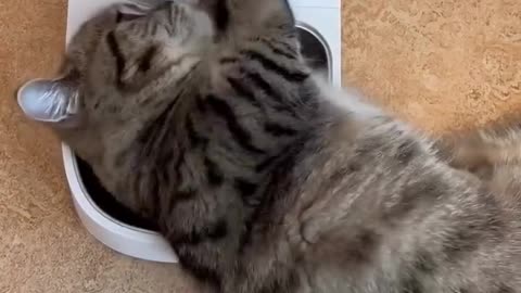 Funny and Cute Cats Videos #310