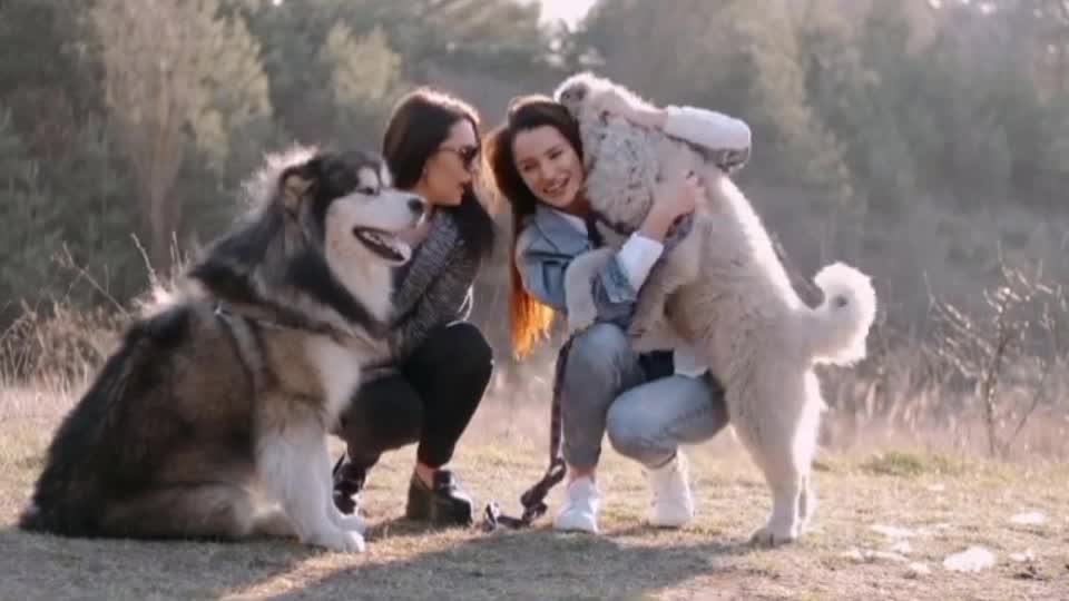 Sp dog training and video