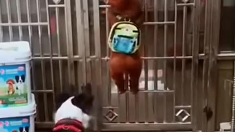 funny dog mommemnts