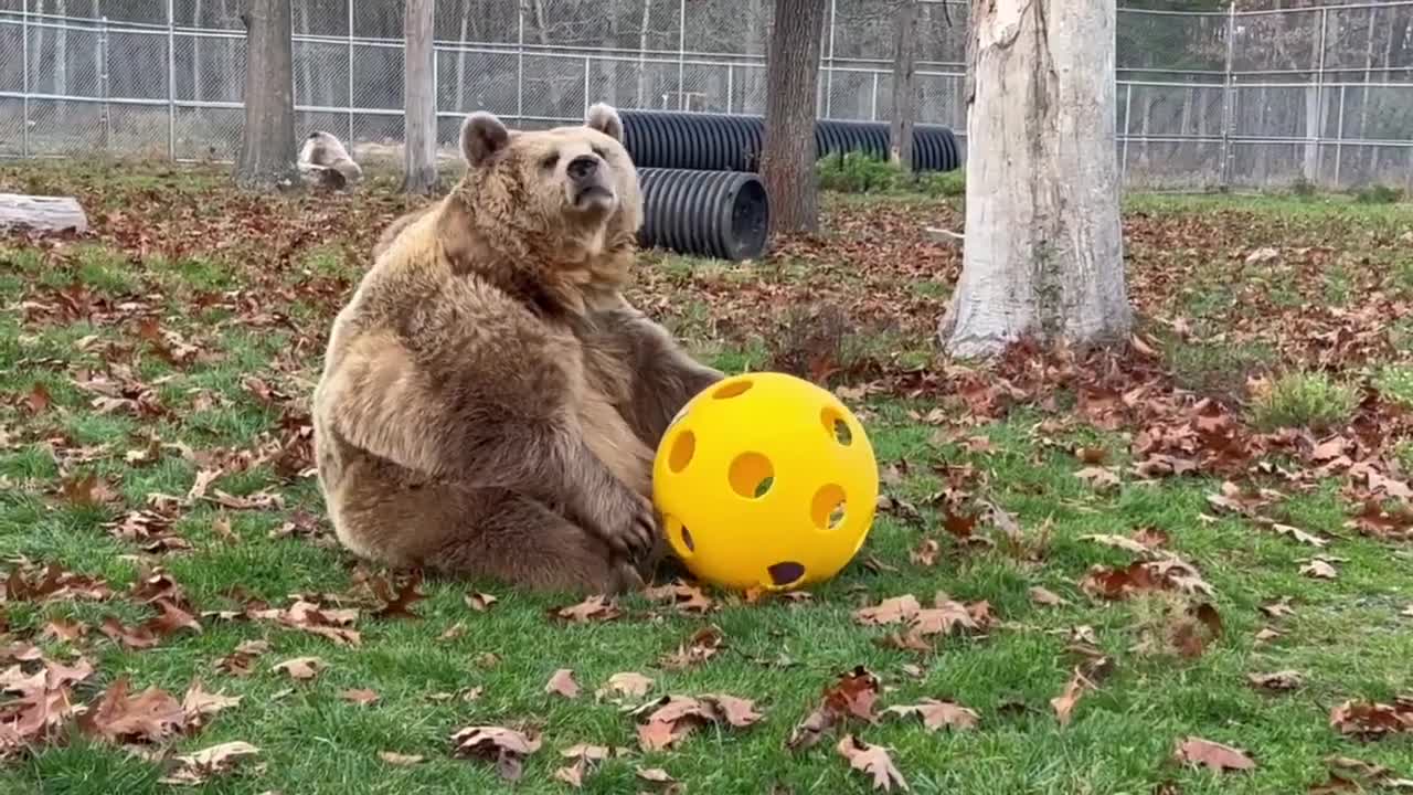 Bear Plays With Giant Ball