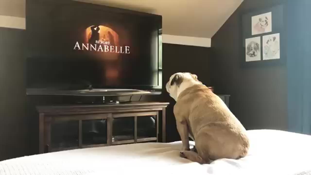 A dog reaction to movie