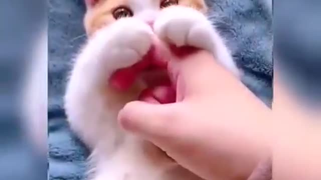 Cute funny cat