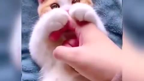 Cute funny cat