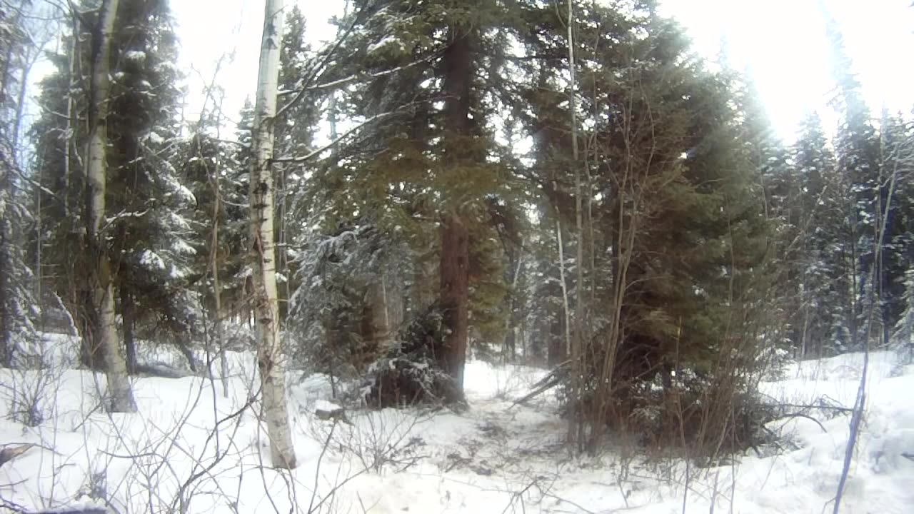 Elusive Bigfoot Caught On Remote Camera