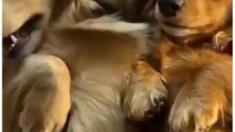 dog funny video