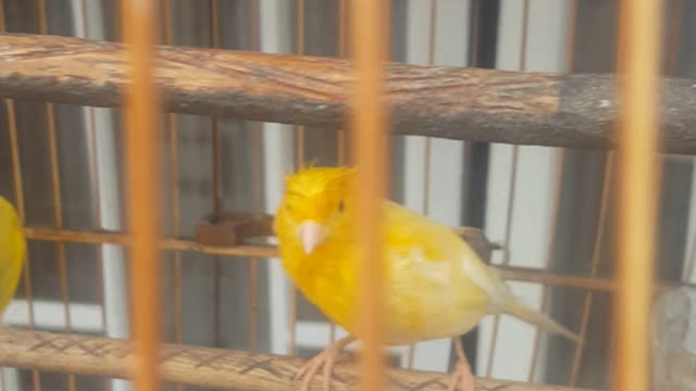 lets talk my bird