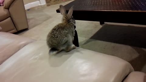 Rabbit falls off the couch.