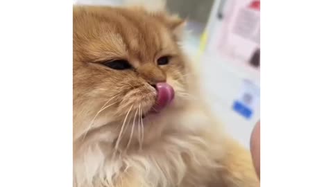 Funny cat video