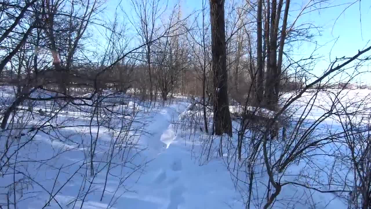 (No Music) Winter Nature Snow Walking Video Footage Only Nature Sound.