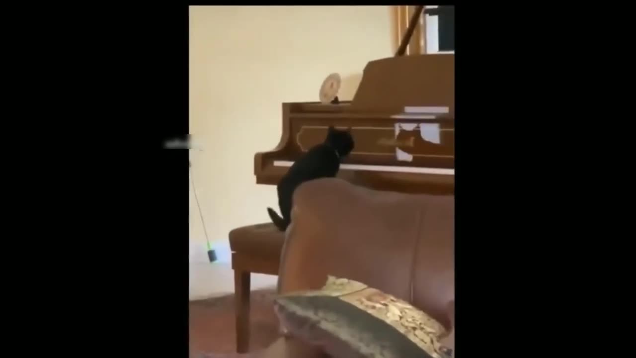Funny cats pets funny 2023 video |Episode19_ ||vlog9