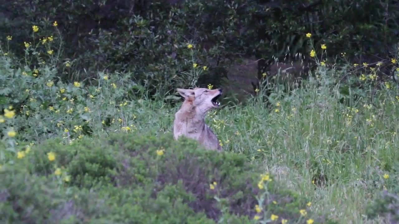 Back And Forth Social Coyote Communication