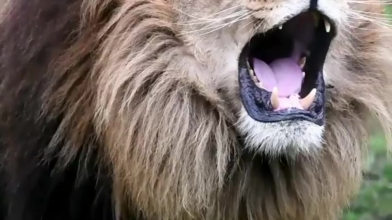 🦁 What a roar!