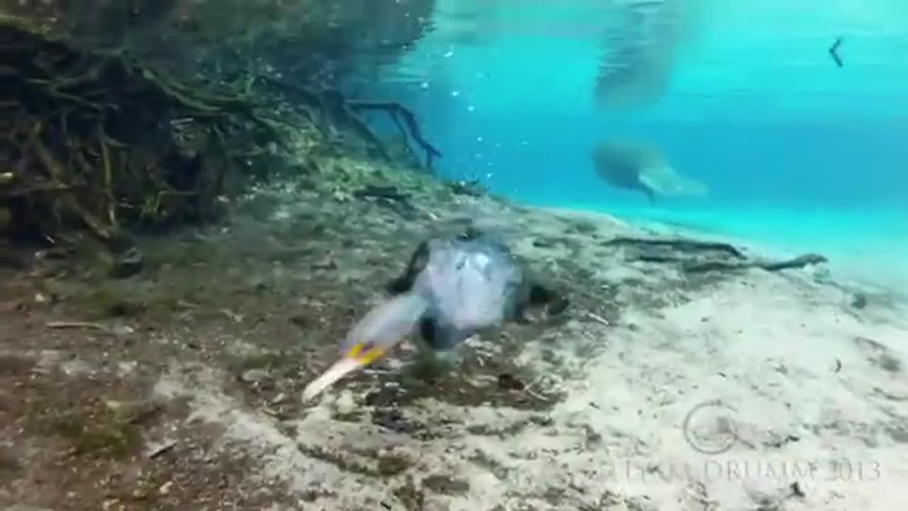 Crystal Manatees Florida Manatee Wildlife