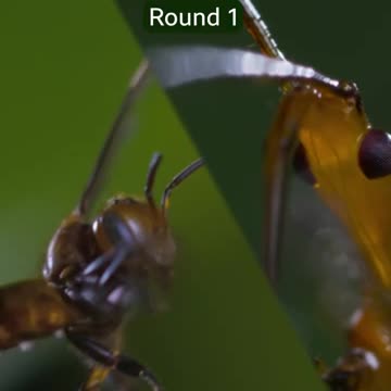 Choose your fighter 🐝 👊 #PlanetEarth3