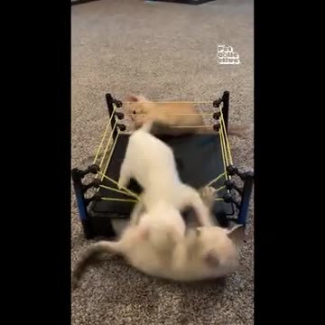 WWE SUPER CAT 😺😺😺😺😂😂😂