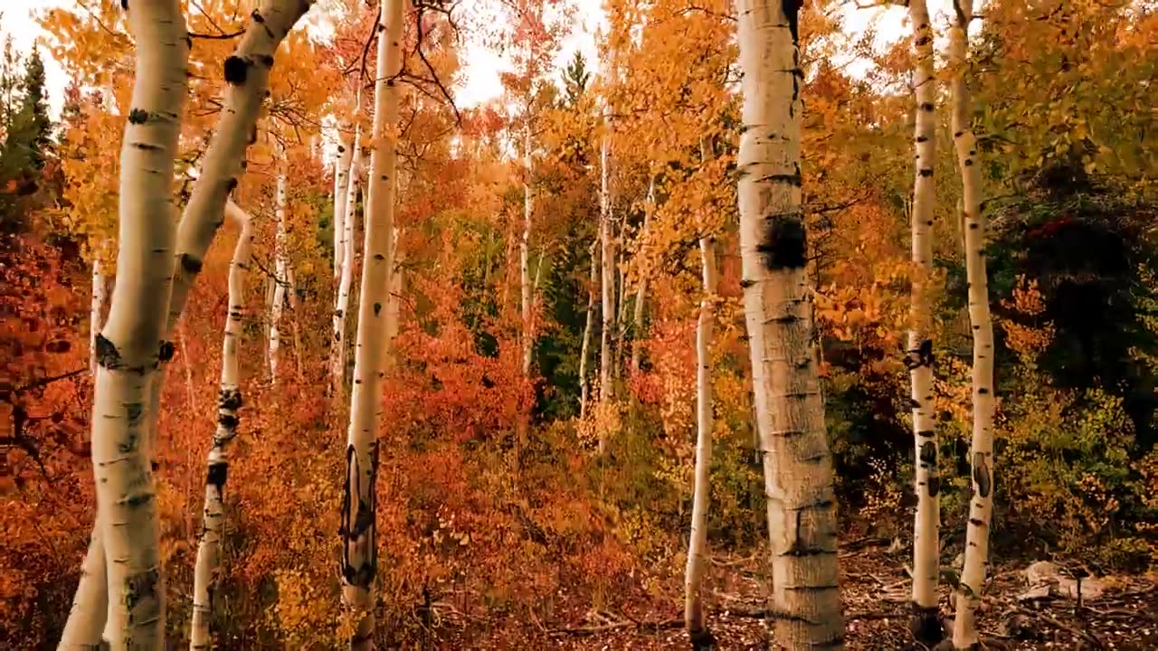 [4K] Beauty Of Nature | Time-Lapse | Drone Aerial View